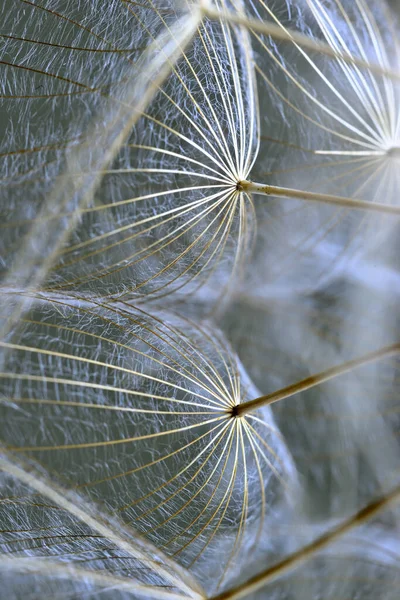 Nahaufnahme Von Geflügelten Samen Der Löwenzahnkopfpflanze — Stockfoto