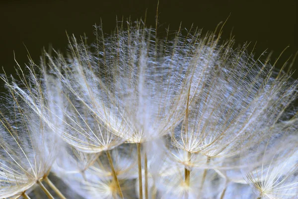 날개달린 민들레 식물의 가까이 — 스톡 사진