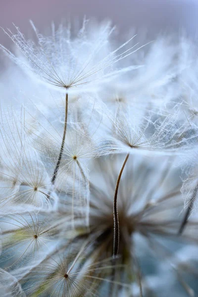 Крупный План Крылатых Семян Одуванчика — стоковое фото