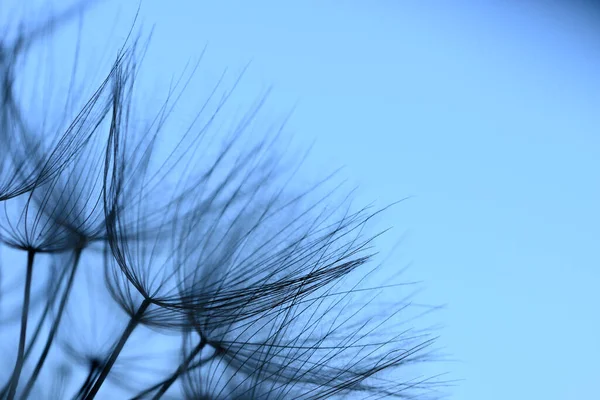蒲公英头状植物有翅种子的密闭 — 图库照片