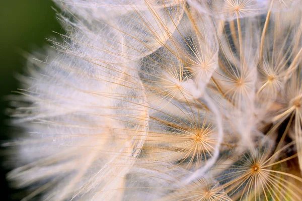 Крупный План Крылатых Семян Одуванчика — стоковое фото