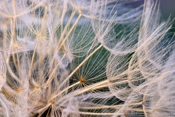 Detailní Záběr Okřídlených Semen Pampeliškové Hlavice — Stock fotografie