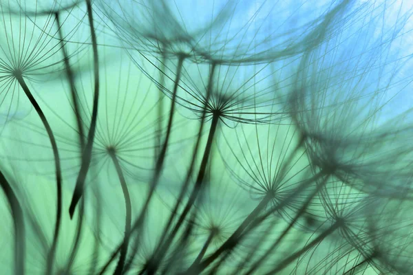 날개달린 민들레 식물의 가까이 로열티 프리 스톡 사진