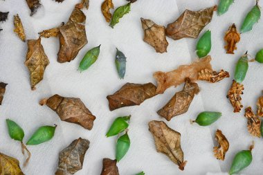Tropik kelebek kozaları, krizalit koleksiyonu, yumurtadan çıkmaya hazır..