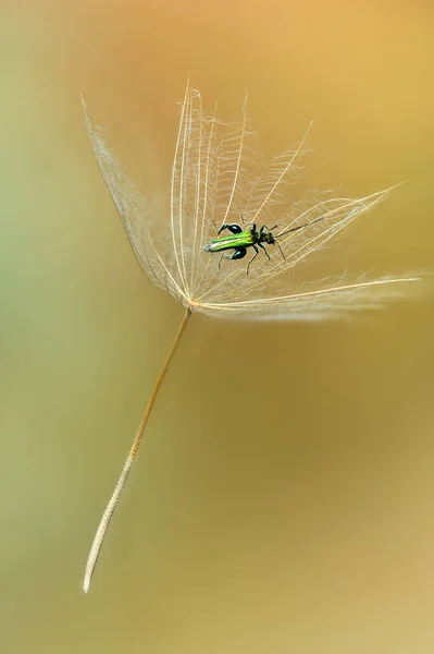 Green Coleopteron Insect Flying Away Dandelion Seed — Stock Photo, Image
