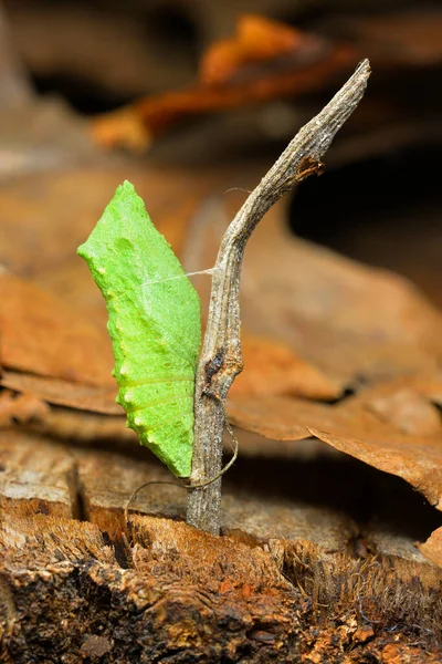 Tropische Vlinder Cocons Chrysalis Hangend Aan Een Twijgje Klaar Uit — Stockfoto