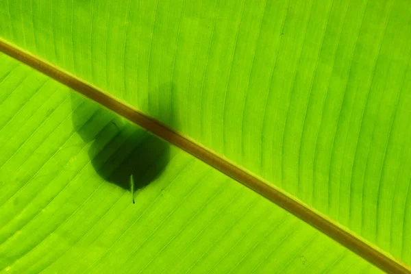 バナナの葉に対する熱帯蝶の影 — ストック写真