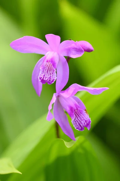 Flores China Orquídea Roxa Bletilla Striata Fundo Verde — Fotografia de Stock