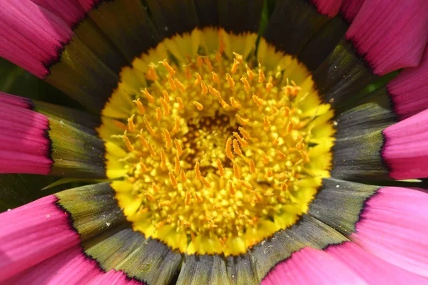 Närbild Skatter Blomma Gazania Rigener Familjen Asteraceae Hemma Dra Afrika — Stockfoto