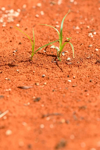 Plantes Vertes Solitaires Poussant Sur Désert Rouge — Photo