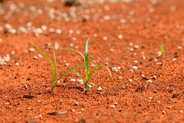 Plantes Vertes Solitaires Poussant Sur Désert Rouge — Photo