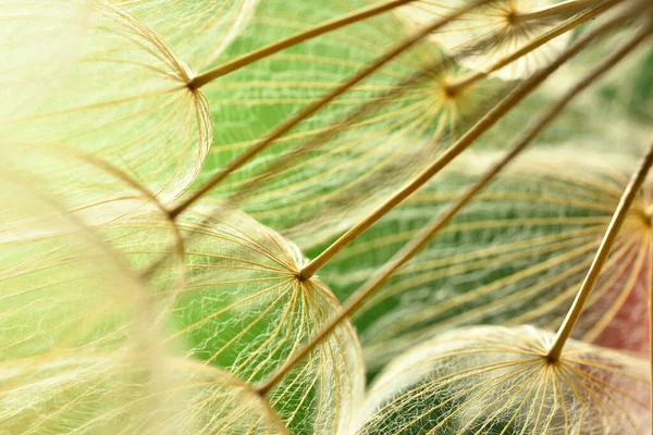 Nahaufnahme Von Geflügelten Samen Der Löwenzahnkopfpflanze — Stockfoto