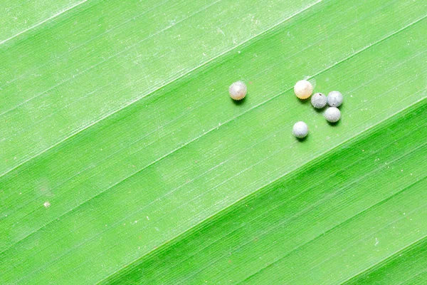 Tropical Morpho Butterfly Eggs Green Leaf Stock Image