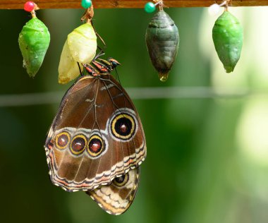 Krizalitten çıkan tropik Morpho kelebeğine yaklaş.