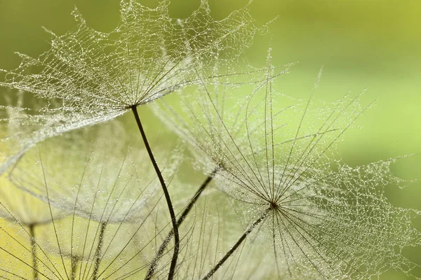 Gros Plan Des Graines Ailées Plante Tête Pissenlit Avec Des — Photo