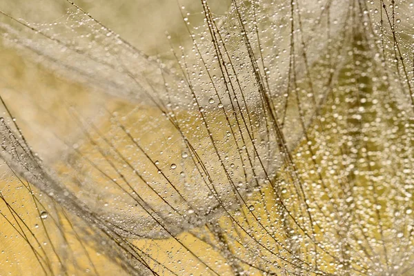 Close Winged Seeds Dandelion Head Plant Dew Drops — Stock Photo, Image