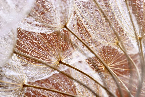 날개달린 민들레 식물의 방울로 — 스톡 사진