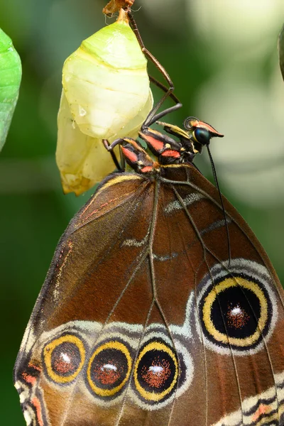 Primo Piano Della Farfalla Tropicale Morpho Che Esce Dalla Crisalide — Foto Stock