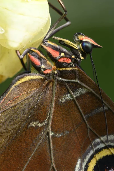 Primo Piano Della Farfalla Tropicale Morpho Che Esce Dalla Crisalide — Foto Stock