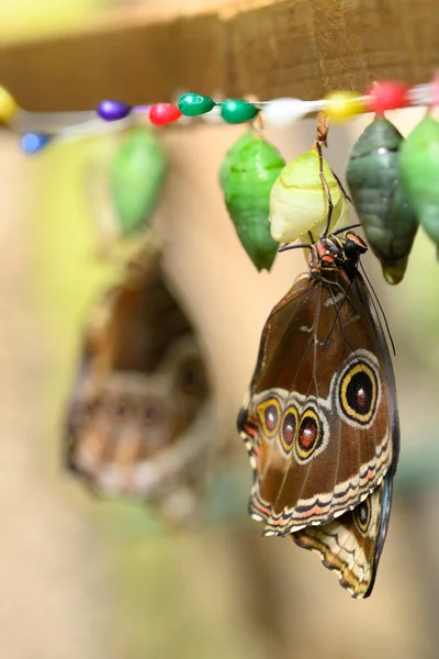 Gros Plan Papillon Morpho Tropical Sortant Chrysalide — Photo