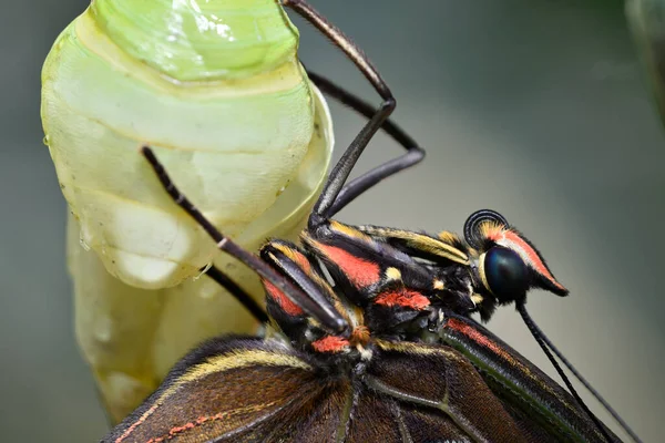 Detailní Záběr Tropického Motýla Morfó Který Vychází Kukly — Stock fotografie