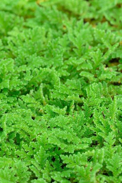 Detail Water Mosquito Fern Fairy Moss Freshwater Aquatic Azolla — Stock Photo, Image