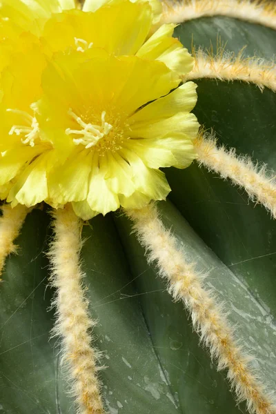 Détail Des Fleurs Jaunes Plante Succulente Parodia Magnifica — Photo