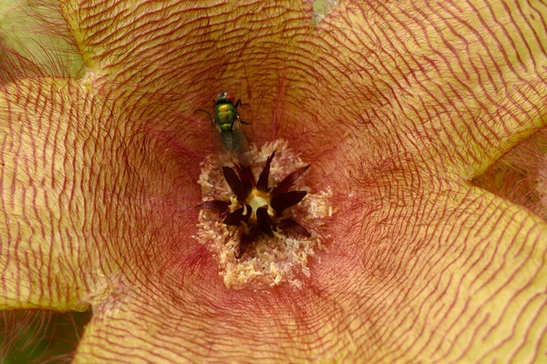 Stapelia Dev Çayının Zulu Devinin Leş Bitkisinin Merkezinde Yeşil Sineklerin — Stok fotoğraf