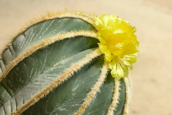 Détail Des Fleurs Jaunes Plante Succulente Parodia Magnifica — Photo