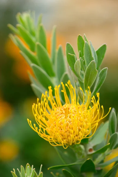 Pincushion Flor Formação Leuocospermum Cordifolium Planta África Sul — Fotografia de Stock