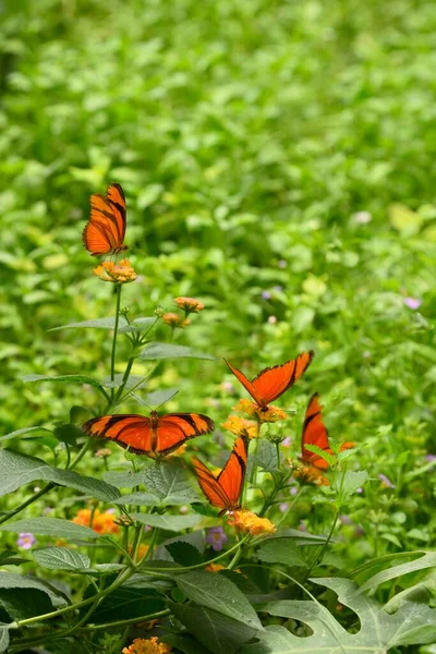 Mariposas Tropicales Anaranjadas Sobre Hierba Verde Con Flores — Foto de Stock