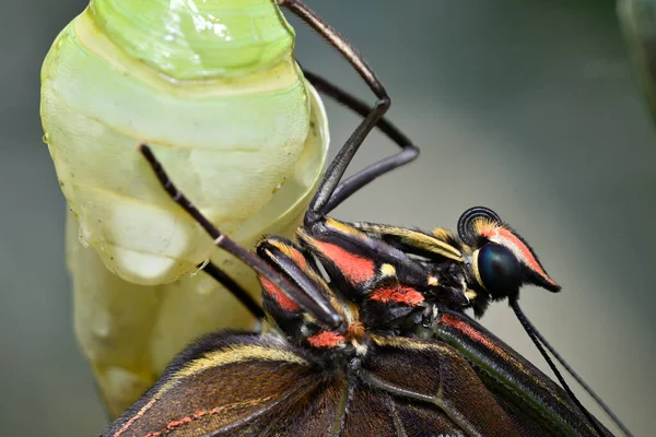 Κοντινό Πλάνο Της Τροπικής Πεταλούδας Morpho Βγαίνει Από Χρυσαλλίδα Φωτογραφία Αρχείου