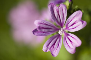 Ebegümeci çiçekler, Malva sylvestris
