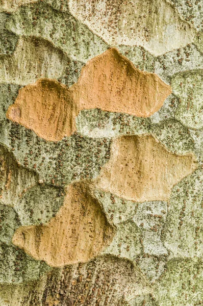 Zelkova tree bark detail — Stock Photo, Image