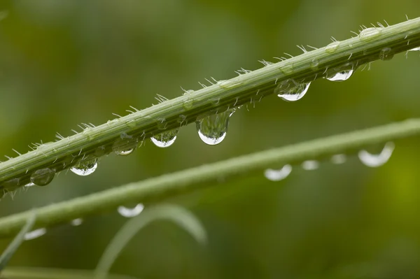 Vatten dew drops på grönt gräs — Stockfoto