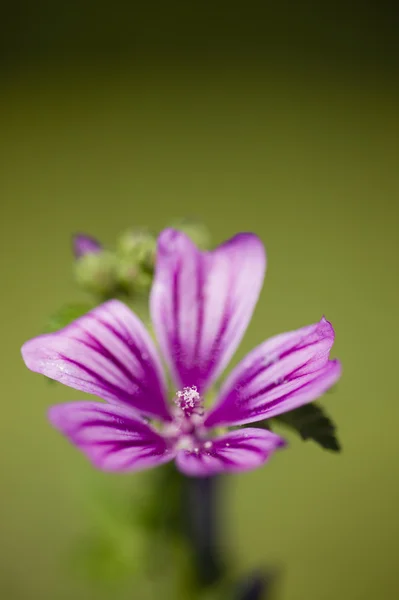 Mallow flowers, Malva sylvestris — Stock Photo, Image