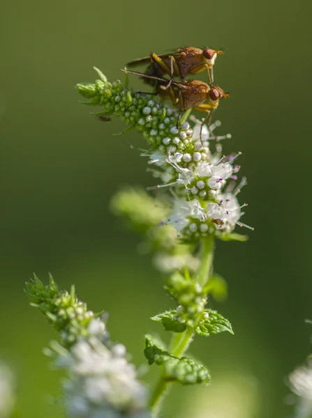Små flugor parning på blommor — Stockfoto