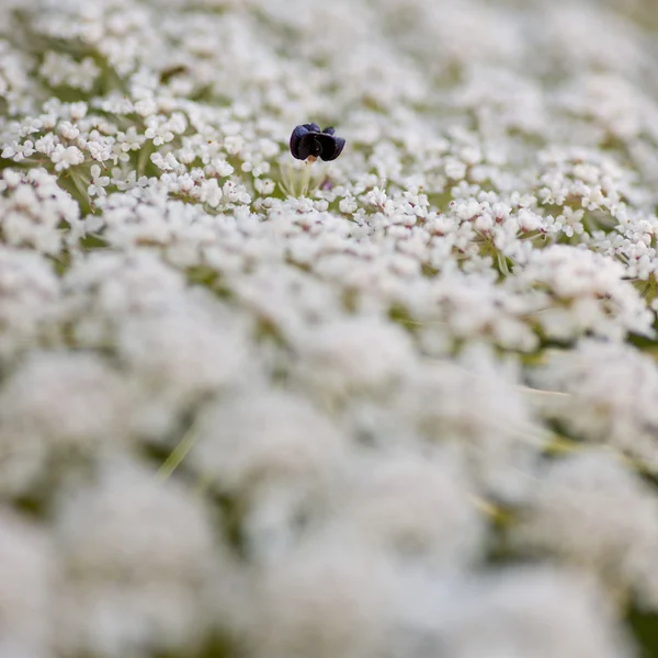 Wild carrot, Apiaceae — Stock Photo, Image