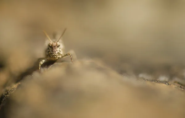 Camouflaged grasshopper — Stock Photo, Image