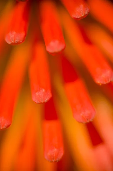 Kniphofia Uraria květ detail — Stock fotografie
