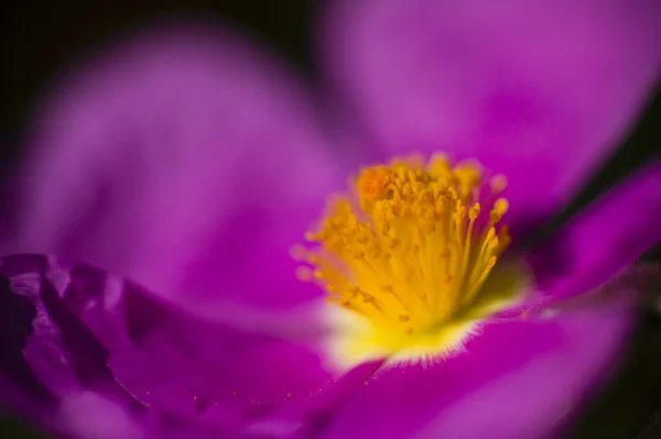 Rock rose purple flower detail — Stock Photo, Image