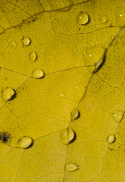Autumnal dead leaf — Stock Photo, Image