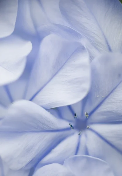 Plumbago flower detail of petals — Stock Photo, Image