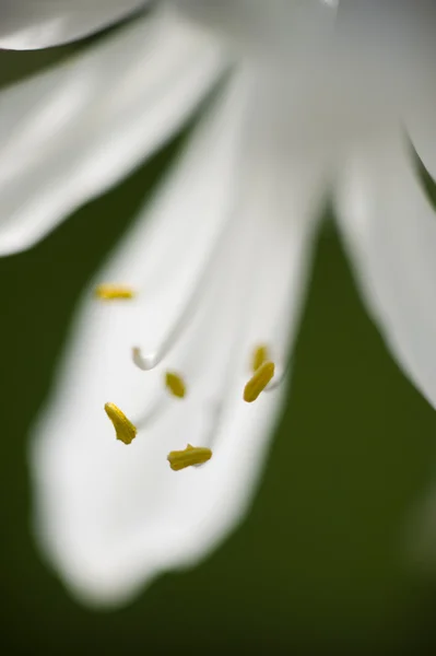 White Allium ornamental flowers — Stock Photo, Image