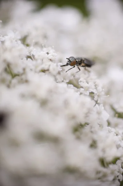 Mosca comer néctar — Fotografia de Stock