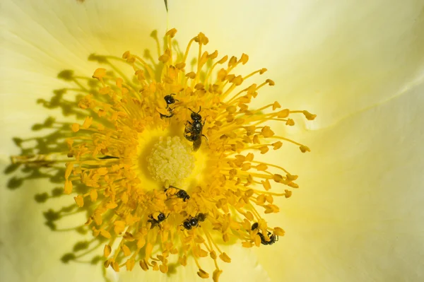 Insects among pistils and stamens — Stock Photo, Image