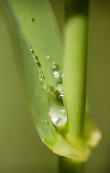 Goutte de rosée sur feuille — Photo