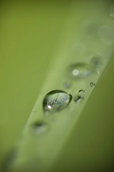 Dew drops on grass — Stock Photo, Image