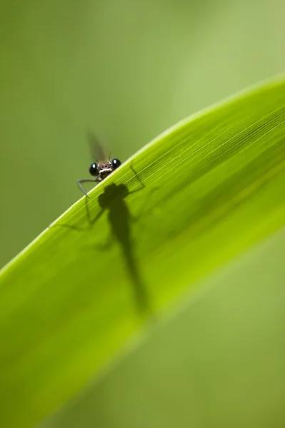 Calopterix damselfly — Fotografie, imagine de stoc