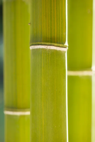 Bambu sockerrör detalj — Stockfoto